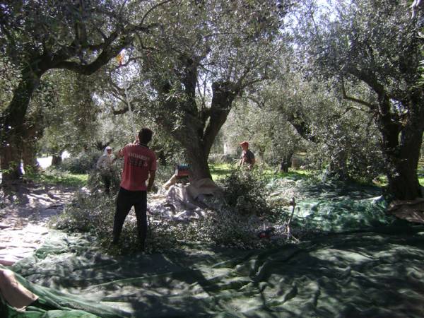 Ικανοποίηση στην Τριφυλία: Μια από τις καλύτερες χρονιές για το λάδι