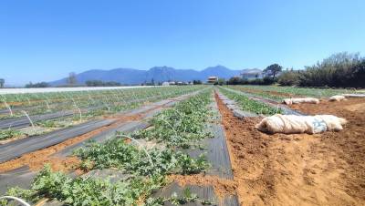 Ξεκίνησε το ξεσκέπασμα των καρπουζιών στην Τριφυλία