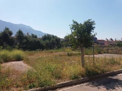 Καλαμάτα: Άμεση ανάγκη για καθαρισμό δημοτικού οικοπέδου στην Ερρίκου Σλήμαν