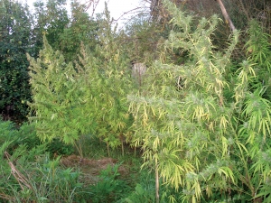 Μεγάλη χασισοφυτεία στους Γαργαλιάνους