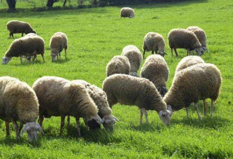 Τμήμα Κτηνιατρικής της ΔΑΟΚ Μεσσηνίας: Μέτρα για την προστασία από τον καταρροϊκό πυρετό