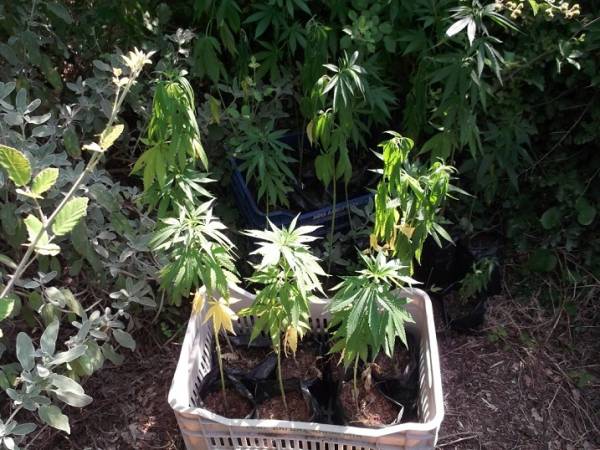 Χασισοφυτεία με 150 δενδρύλλια στην Κάτω Μέλπεια (φωτογραφίες)