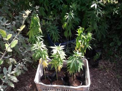 Χασισοφυτεία με 150 δενδρύλλια στην Κάτω Μέλπεια (φωτογραφίες)