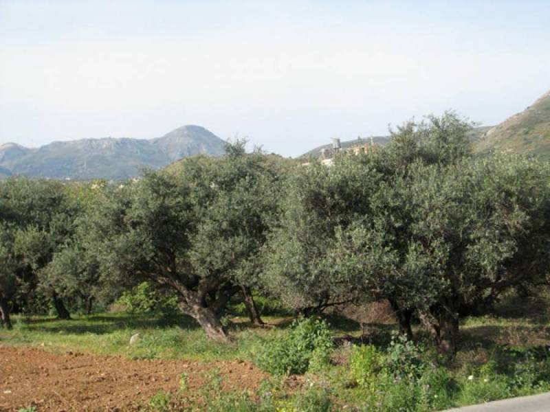 Μεσσηνία: Πάνω από 25% η μείωση της ελαιοπαραγωγής - Οι πρώτες εκτιμήσεις των ζημιών από τον καύσωνα (βίντεο)