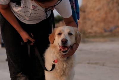 Βουλή: Ψηφίστηκε επί της αρχής, από την αρμόδια επιτροπή, το νομοσχέδιο για τα ζώα συντροφιάς