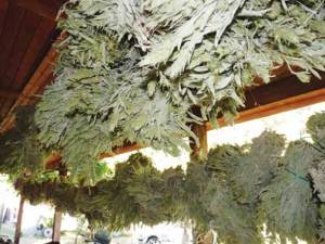 Σε φιλανθρωπικά ιδρύματα το κατασχεμένο τσάι