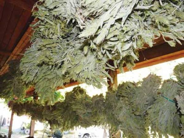 Σε φιλανθρωπικά ιδρύματα το κατασχεμένο τσάι