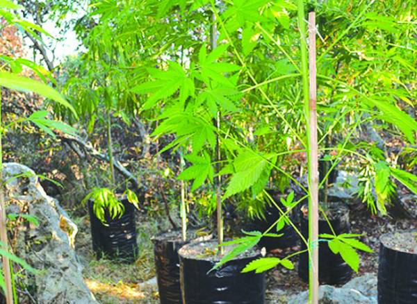 12 χρόνια σε καλλιεργητή χασίς στη Βελανιδιά της Καλαμάτας