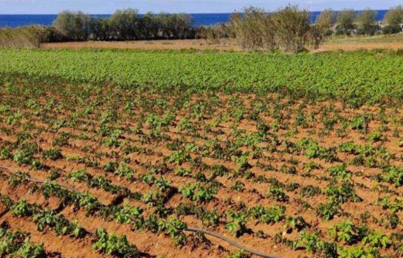 Μεσσηνία: Πρόσκληση για νέους αγρότες για την μεταβατική περίοδο 2021 και 2022