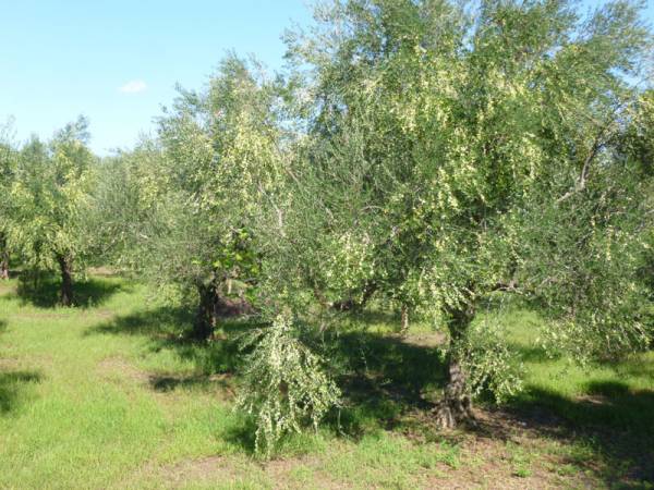 Ολα είναι δασικά μέχρι αποδείξεως του αντιθέτου
