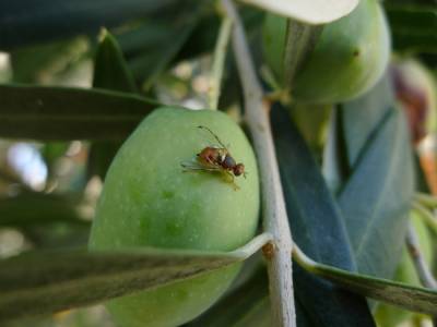 Μπαίνουν παγίδες για τον δάκο στα ελαιοκτήματα της Μεσσηνίας