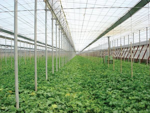 Συνάντηση για ίδρυση Σχολής Τεχνικών Θερμοκηπιακών Καλλιεργειών στα Φιλιατρά