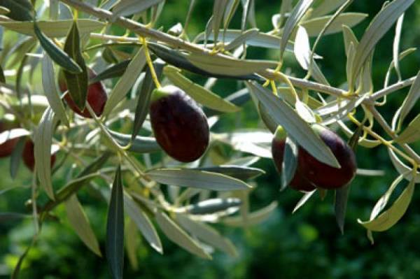 Ξεκίνησε η δακοκτονία και στην Τριφυλία