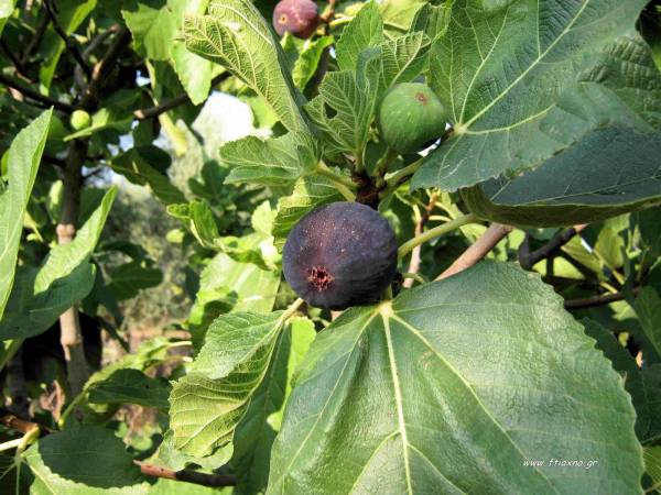 Ο καιρός ευνοεί τη συκοπαραγωγή