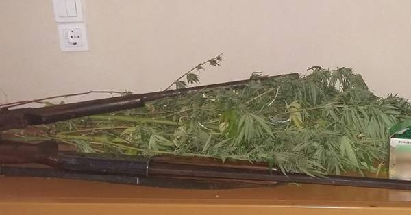 Σύλληψη στο Κούβελα για 7 χασισόδεντρα