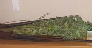 Σύλληψη στο Κούβελα για 7 χασισόδεντρα