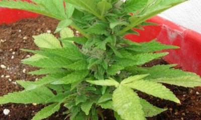 Γλάστρα με χασίς στη Μεσσήνη