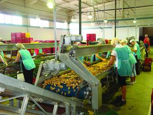 Ελαφρώς βελτιωμένες οι τιμές στα σύκα