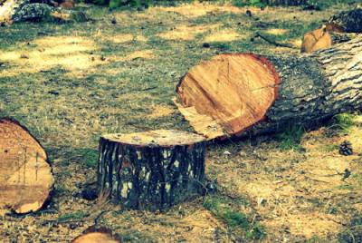 Κόβουν τα δέντρα όταν γεράσουν και στην Καλαμάτα
