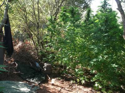 Προφυλακίστηκαν οι 2 χασισοκαλλιεργητές των Γαργαλιάνων