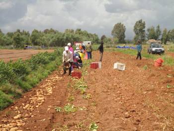 Οδηγίες στους πατατοκαλλιεργητές σε Καλαμάτα και Μεσσήνη