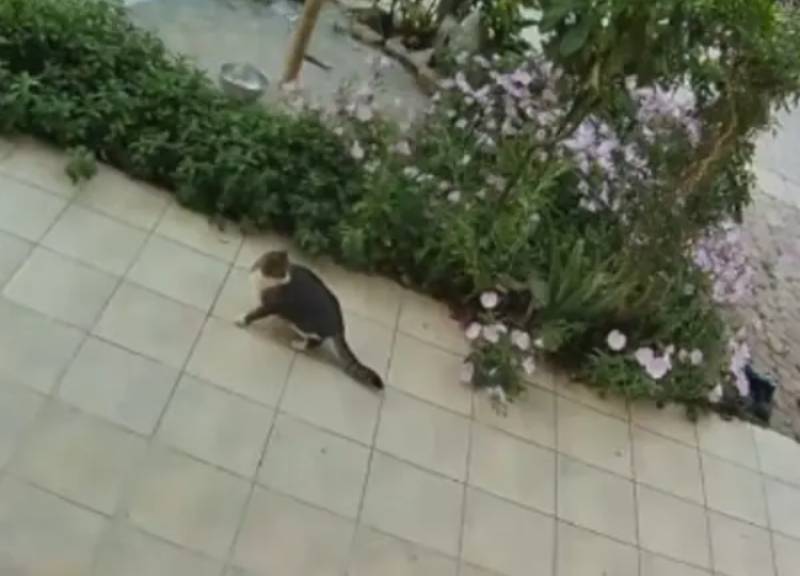 Σεισμός στην Κρήτη: Η στιγμή που γάτα τον «προβλέπει» δευτερόλεπτα πριν εκδηλωθεί (Βίντεο)