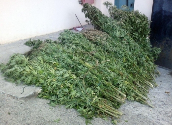 Ξεριζώθηκαν 70 χασισόδενδρα στην Aνδρούσα