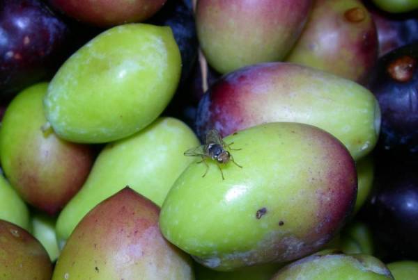 Δύο ψεκασμοί για δάκο και ανησυχία για γλοιοσπόριο στη Μεσσηνία