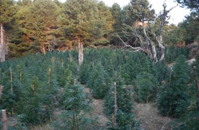 Νέα μεγάλη χασισοφυτεία στην ορεινή Κορινθία – Συνελήφθησαν 2 Βούλγαροι καλλιεργητές