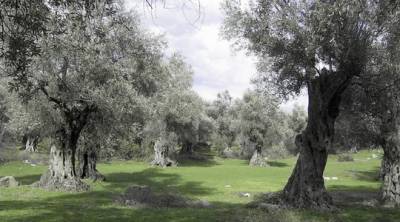 Καταγραφή ζημιών από ΕΛΓΑ ζητεί ο Αγροτικός Σύλλογος Φιλιατρών