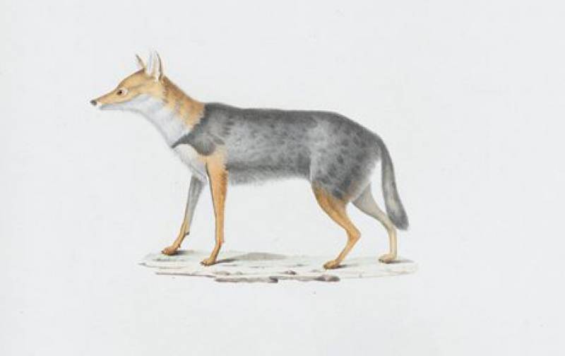 Δράση για προστασία των τσακαλιών στη Μεσσηνία από το Ψηφιακό Ινστιτούτο Πολιτισμού