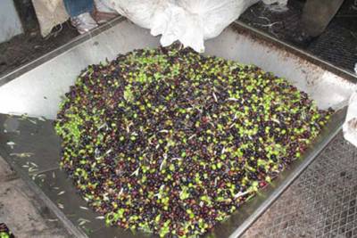 Παρουσίαση της κοινής άλεσης του ελαιοκάρπου