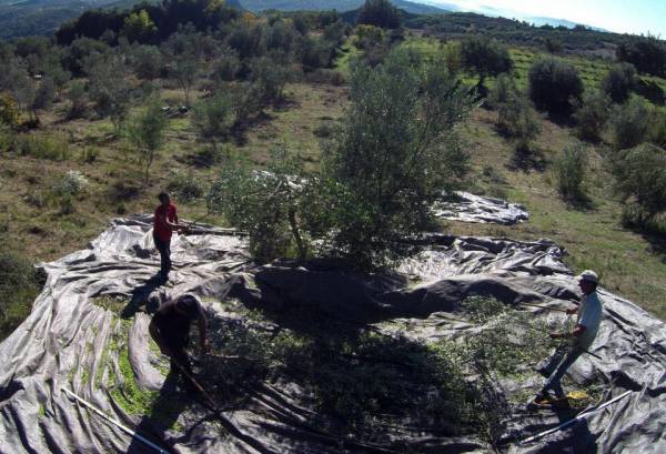 Χάνεται η ελαιοπαραγωγή στη Μεσσηνία λόγω παρατεταμένης ανομβρίας