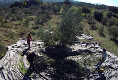Χάνεται η ελαιοπαραγωγή στη Μεσσηνία λόγω παρατεταμένης ανομβρίας