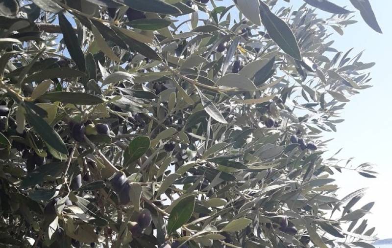 Στα 50 εκατ. εκτιμάται η ζημιά από το δάκο: Εισαγγελική παρέμβαση ζητούν οι ελαιοπαραγωγοί