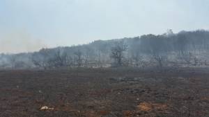 Μεγάλη φωτιά στους Γαργαλιάνους. Ξεκίνησε από τον σκουπιδότοπο κι έκαψε αγροτική και δασική έκταση