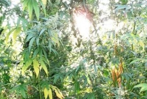 Συνελήφθη 54χρονος για 196 χασισόδεντρα στο Δήμο Μεσσήνης