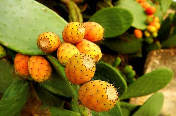 Ενώνονται στην Πελοπόννησο οι καλλιεργητές φραγκόσυκου