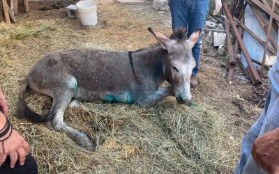 Υπεβλήθη σε ευθανασία το κακοποιημένο γαϊδουράκι στο Γραμμένο Ιωαννίνων (βίντεο)
