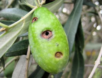 "Λαϊκή Συσπείρωση" Πελοποννήσου κατά πάντων για το δάκο