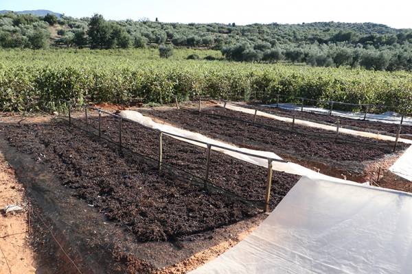 Εντονος ο προβληματισμός των παραγωγών για το μέλλον: Δύσκολα παραμένουν τα πράγματα για τη σταφίδα