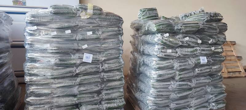 Ο διευθυντής ΔΑΟΚ Αντ. Παρασκευόπουλος στην «Ε» - Κερδίζουν έδαφος οι εξαγωγές αγγουριού της Τριφυλίας