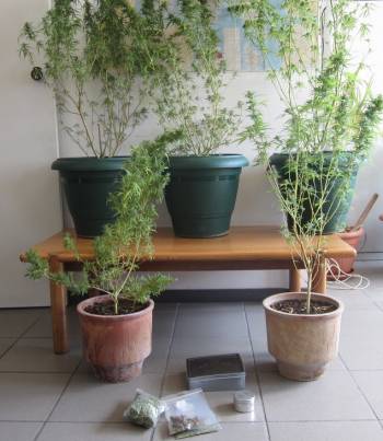 Είχε χασισόδεντρα στο σπίτι και στο μαγαζί του στην Τρίπολη