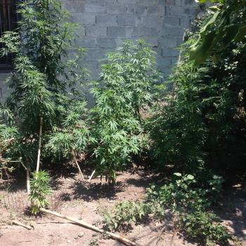 Σύλληψη 36χρονου με 9 χασισόδενδρα στο Φίλια Μεσσηνίας