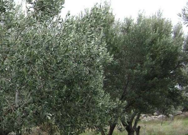 Παρέμβαση Αλευρά για τη ζημιά στην ελαιοπαραγωγή