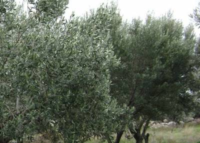 Παρέμβαση Αλευρά για τη ζημιά στην ελαιοπαραγωγή