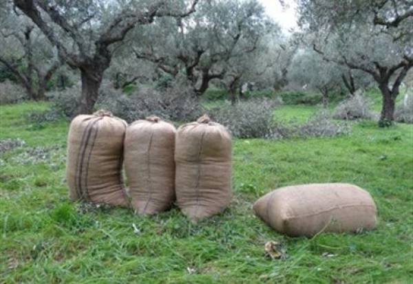 Ο αντιδήμαρχος Τριφυλίας Σωτήρης Μπακούρος στην «Ε»: Η υψηλή τιμή αυξάνει τις κλοπές ελαιοκάρπου