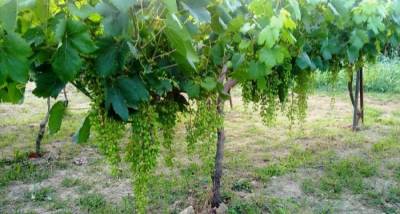 Αιτήσεις για νέες αμπελοφυτεύσεις στη Μεσσηνία