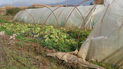 Δείτε τι έκαναν σε θερμοκήπιο στη Μεσσηνία