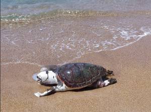 Νεκρή καρέτα - καρέτα στους Γαργαλιάνους